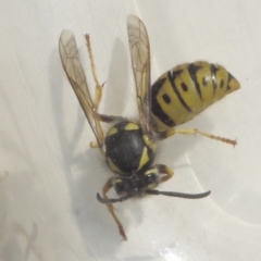 Vespula germanica (German Yellowjacket Wasp (also known as European Wasp)) at Aranda, ACT - 22 Sep 2023 by colinm