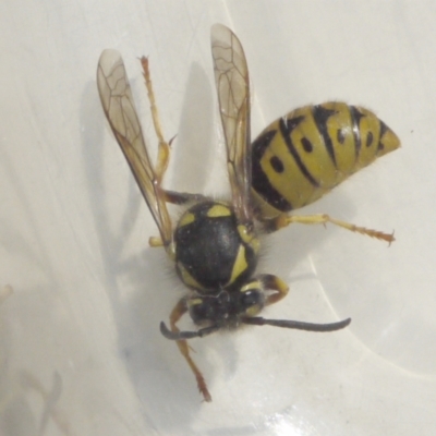 Vespula germanica (European wasp) at Aranda, ACT - 22 Sep 2023 by colinm