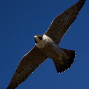 Falco peregrinus at Belconnen, ACT - 31 Jul 2023