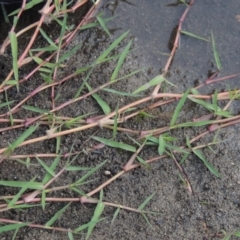 Paspalum distichum (Water Couch) at Tuggeranong, ACT - 26 Mar 2023 by michaelb