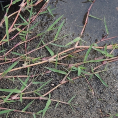 Paspalum distichum (Water Couch) at Tuggeranong, ACT - 26 Mar 2023 by MichaelBedingfield