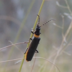 Chauliognathus lugubris (Plague Soldier Beetle) at Tuggeranong, ACT - 26 Mar 2023 by MichaelBedingfield