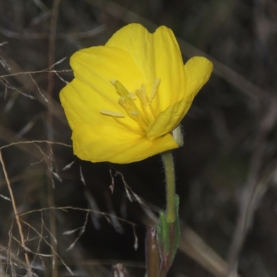 Oenothera stricta subsp. stricta (Common Evening Primrose) at Tuggeranong, ACT - 26 Mar 2023 by michaelb
