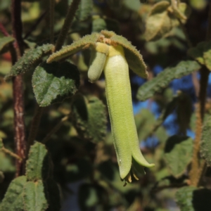 Correa reflexa var. reflexa at Conder, ACT - 27 Apr 2023 01:25 PM