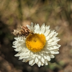 Heliocosma (genus - immature) (A tortrix or leafroller moth) at Holder, ACT - 5 Oct 2023 by Miranda