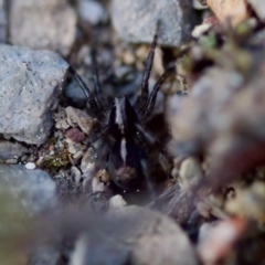 Lycosidae (family) at Aranda, ACT - 2 Sep 2023 by KorinneM