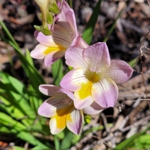 Freesia leichtlinii subsp. leichtlinii x Freesia leichtlinii subsp. alba at Lyneham, ACT - 22 Sep 2023