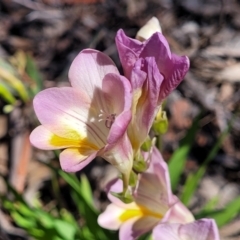 Freesia leichtlinii subsp. leichtlinii x Freesia leichtlinii subsp. alba at Lyneham, ACT - 22 Sep 2023