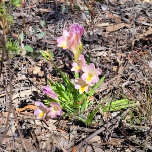 Freesia leichtlinii subsp. leichtlinii x Freesia leichtlinii subsp. alba at Lyneham, ACT - 22 Sep 2023