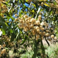 Acacia melanoxylon (Blackwood) at Lyneham, ACT - 22 Sep 2023 by trevorpreston