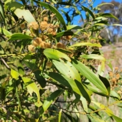 Acacia melanoxylon at Lyneham, ACT - 22 Sep 2023