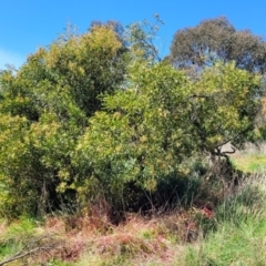 Acacia melanoxylon at Lyneham, ACT - 22 Sep 2023 12:13 PM