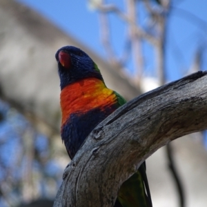 Trichoglossus moluccanus at O'Malley, ACT - 3 Sep 2023