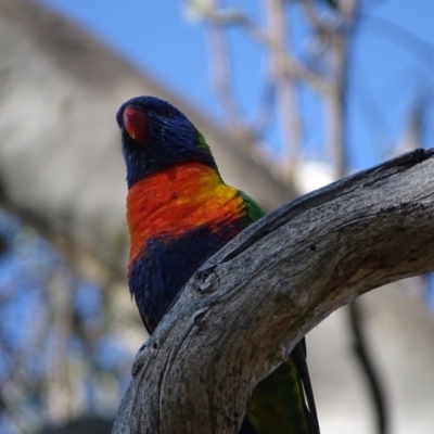 Trichoglossus moluccanus (Rainbow Lorikeet) at O'Malley, ACT - 3 Sep 2023 by Mike