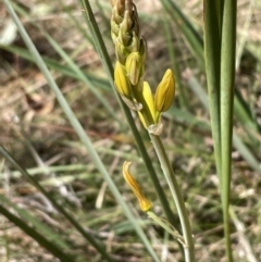 Bulbine bulbosa (Golden Lily, Bulbine Lily) at Bruce, ACT - 22 Sep 2023 by JVR