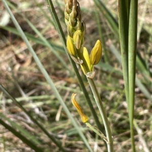 Bulbine bulbosa at Bruce, ACT - 22 Sep 2023