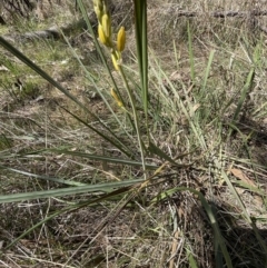 Bulbine bulbosa at Bruce, ACT - 22 Sep 2023 01:02 PM