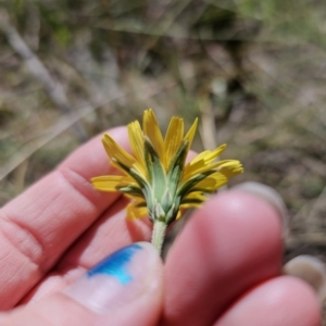 Microseris walteri at Captains Flat, NSW - 22 Sep 2023