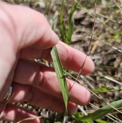 Microseris walteri at Captains Flat, NSW - 22 Sep 2023