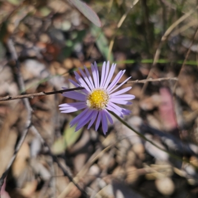 Brachyscome spathulata (Coarse Daisy, Spoon-leaved Daisy) at Captains Flat, NSW - 22 Sep 2023 by Csteele4