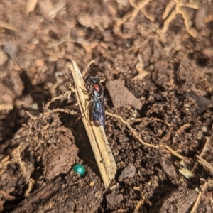 Callomelitta picta at Holder, ACT - 16 Sep 2023 10:57 AM