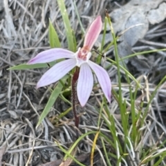 Caladenia fuscata (Dusky Fingers) at Flea Bog Flat, Bruce - 22 Sep 2023 by JVR