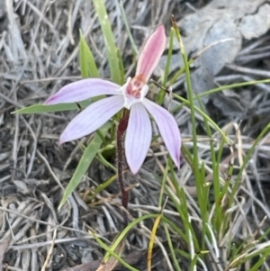 Caladenia fuscata at Bruce, ACT - 22 Sep 2023