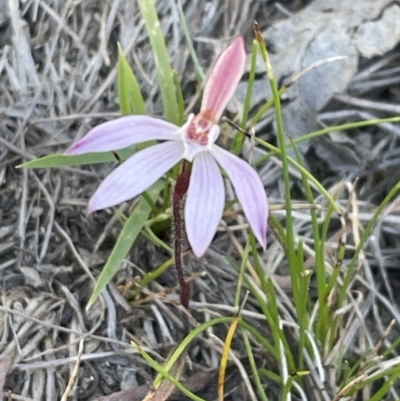 Caladenia fuscata (Dusky Fingers) at Bruce Ridge to Gossan Hill - 22 Sep 2023 by JVR