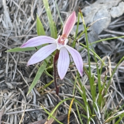 Caladenia fuscata (Dusky Fingers) at Flea Bog Flat, Bruce - 22 Sep 2023 by JVR