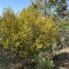 Acacia verniciflua (Varnish Wattle) at Cotter River, ACT - 18 Sep 2023 by dwise
