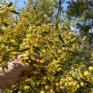 Acacia verniciflua at Cotter River, ACT - 18 Sep 2023 11:20 AM