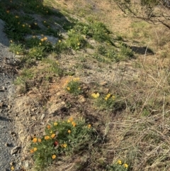 Eschscholzia californica (California Poppy) at Cotter Reserve - 18 Sep 2023 by dwise