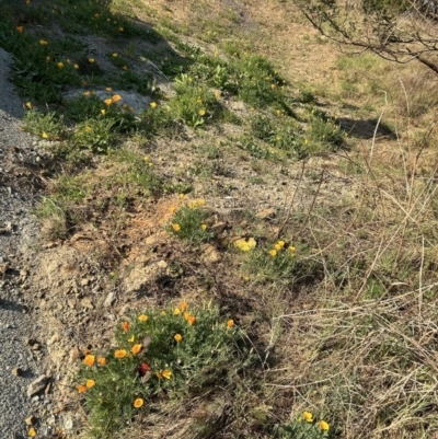 Eschscholzia californica (California Poppy) at Stromlo, ACT - 18 Sep 2023 by dwise