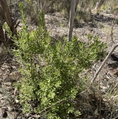 Persoonia rigida (Hairy Geebung) at Paddys River, ACT - 17 Sep 2023 by dwise