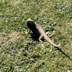 Pogona barbata (Eastern Bearded Dragon) at Stromlo, ACT - 14 Sep 2023 by dwise