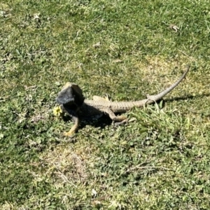 Pogona barbata at Stromlo, ACT - 14 Sep 2023