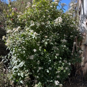 Viburnum tinus at Greenway, ACT - 4 Sep 2023 11:51 AM