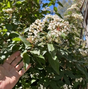 Viburnum tinus at Greenway, ACT - 4 Sep 2023 11:51 AM