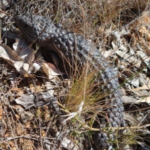 Tiliqua rugosa at Campbell, ACT - 22 Sep 2023