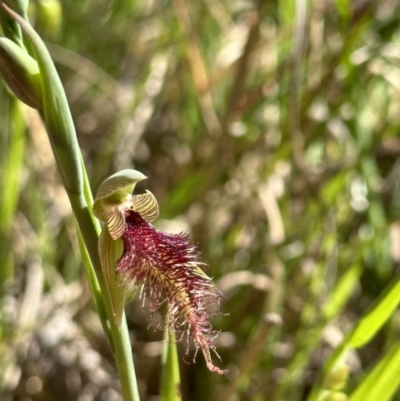 Calochilus robertsonii (Beard Orchid) at Glenroy, NSW - 22 Sep 2023 by AlburyCityEnviros