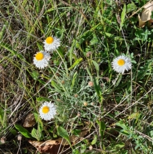 Leucochrysum albicans subsp. tricolor at Campbell, ACT - 22 Sep 2023 02:55 PM