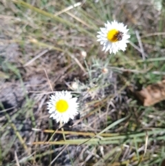 Leucochrysum albicans subsp. tricolor at Campbell, ACT - 22 Sep 2023 02:55 PM