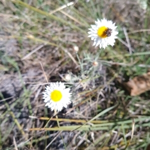 Leucochrysum albicans subsp. tricolor at Campbell, ACT - 22 Sep 2023 02:55 PM