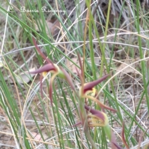 Lyperanthus suaveolens at Canberra Central, ACT - 21 Sep 2023