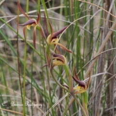 Lyperanthus suaveolens at Canberra Central, ACT - 21 Sep 2023