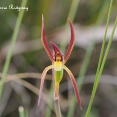 Lyperanthus suaveolens at Canberra Central, ACT - 21 Sep 2023