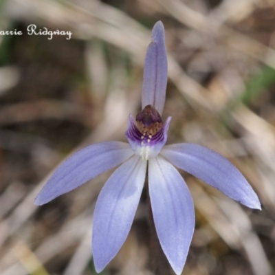 Cyanicula caerulea (Blue Fingers, Blue Fairies) at Canberra Central, ACT - 21 Sep 2023 by BarrieR