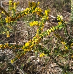 Acacia paradoxa (Kangaroo Thorn) at Mount Ainslie to Black Mountain - 22 Sep 2023 by WalkYonder