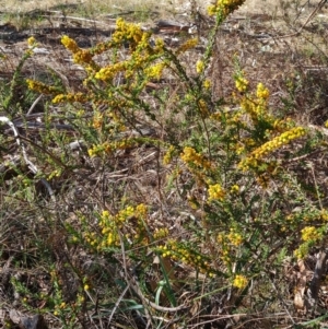 Acacia paradoxa at Campbell, ACT - 22 Sep 2023 02:51 PM