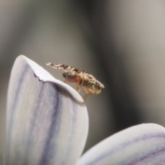 Austrotephritis poenia (Australian Fruit Fly) at Chapman, ACT - 20 Sep 2023 by BarrieR